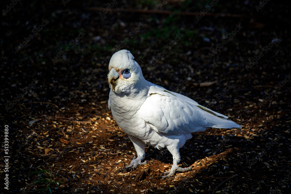 Salmon-crested Cockatoo (Cacatua moluccensis) Salmon-crested Cockatoo (Cacatua moluccensis)