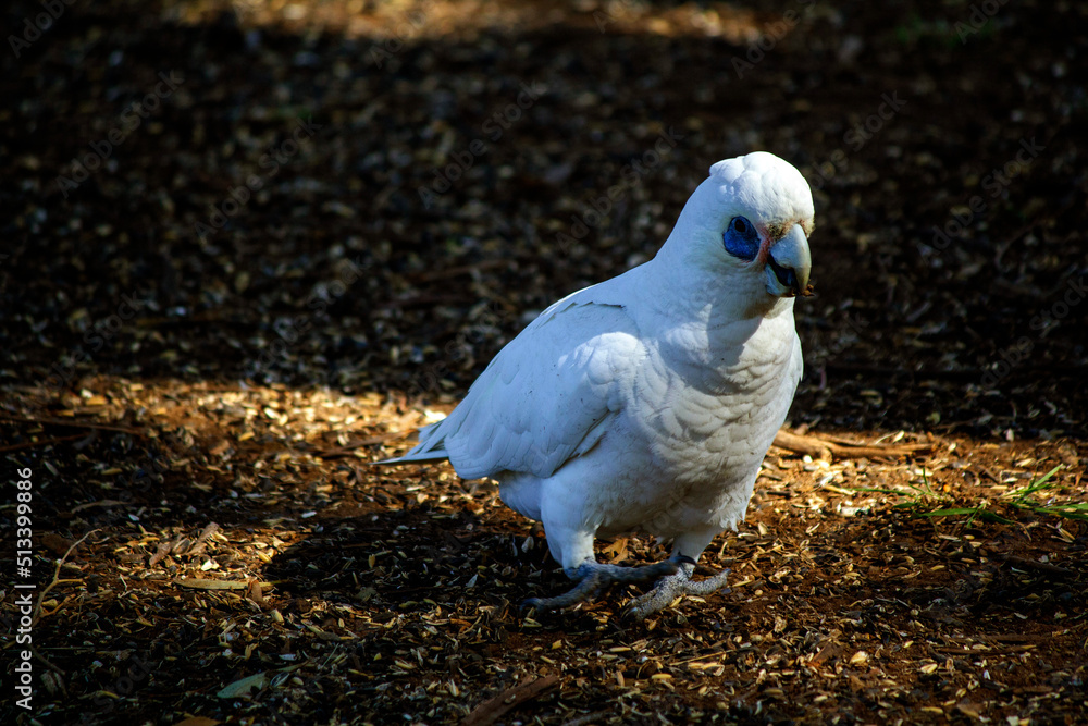 Fototapeta premium Salmon-crested Cockatoo (Cacatua moluccensis)