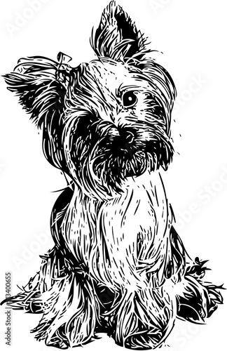 Longhair yorkshire terrier  realistic  dog portrait, black and white vector photo