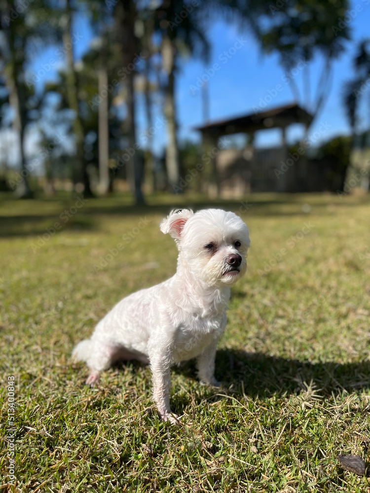 Cute maltese dog sitting on the grass, with trees and palm trees in the background.