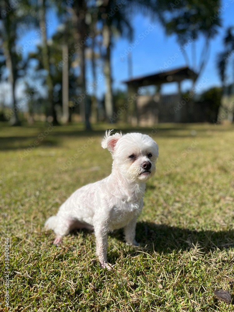 Cute maltese dog sitting on the grass, with trees and palm trees in the background.