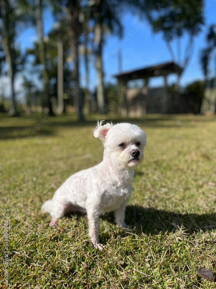 Cute maltese dog sitting on the grass, with trees and palm trees in the background. Cute maltese dog sitting on the grass, with trees and palm trees in the background.