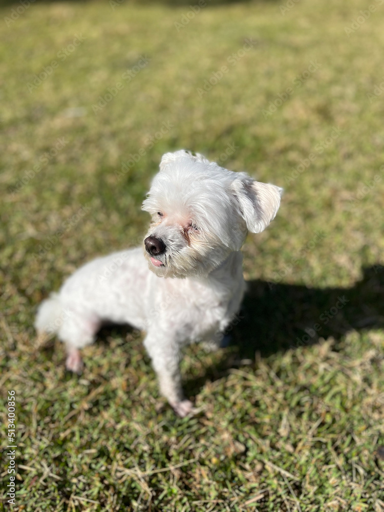 Cute maltese dog sitting on the grass, with trees and palm trees in the background. Cute maltese dog sitting on the grass, with trees and palm trees in the background.