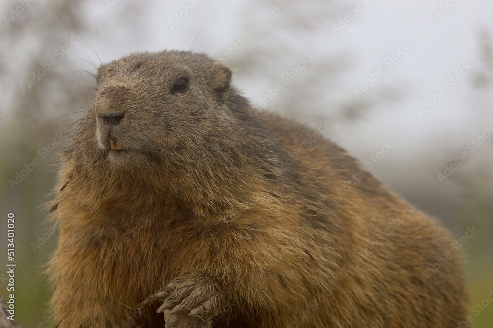 Obraz premium marmot in the mountains of switzerland