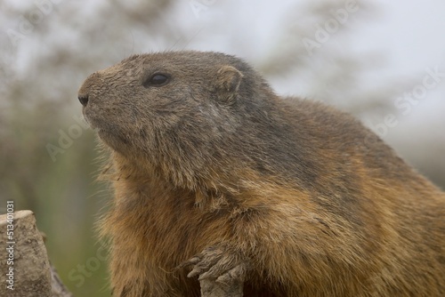 marmot in the mountains of switzerland © PandaFrog