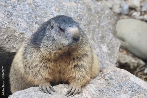 marmot in the mountains of switzerland