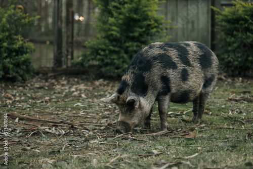 Large spotted pet pig in Australian garden