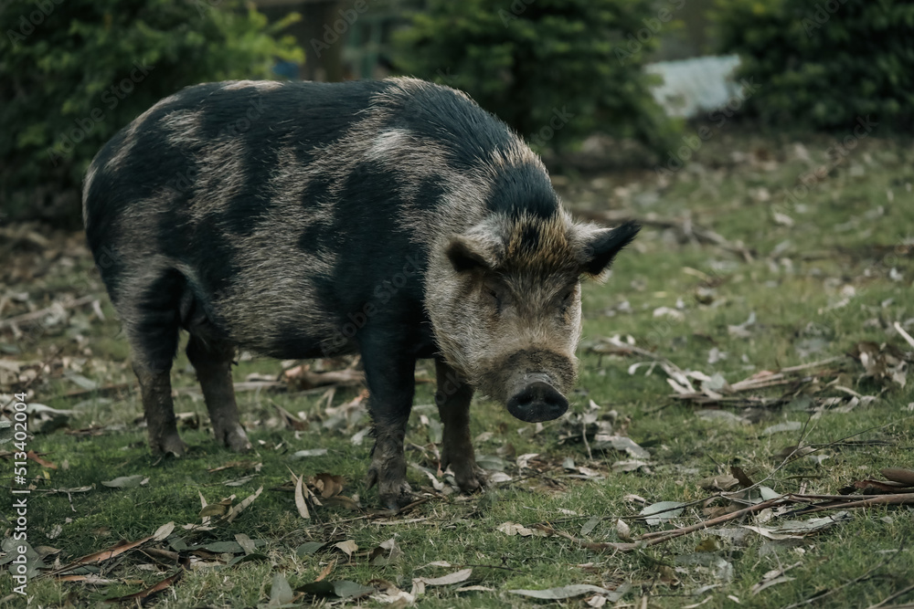 Large spotted pet pig in Australian garden Large spotted pet pig in Australian garden