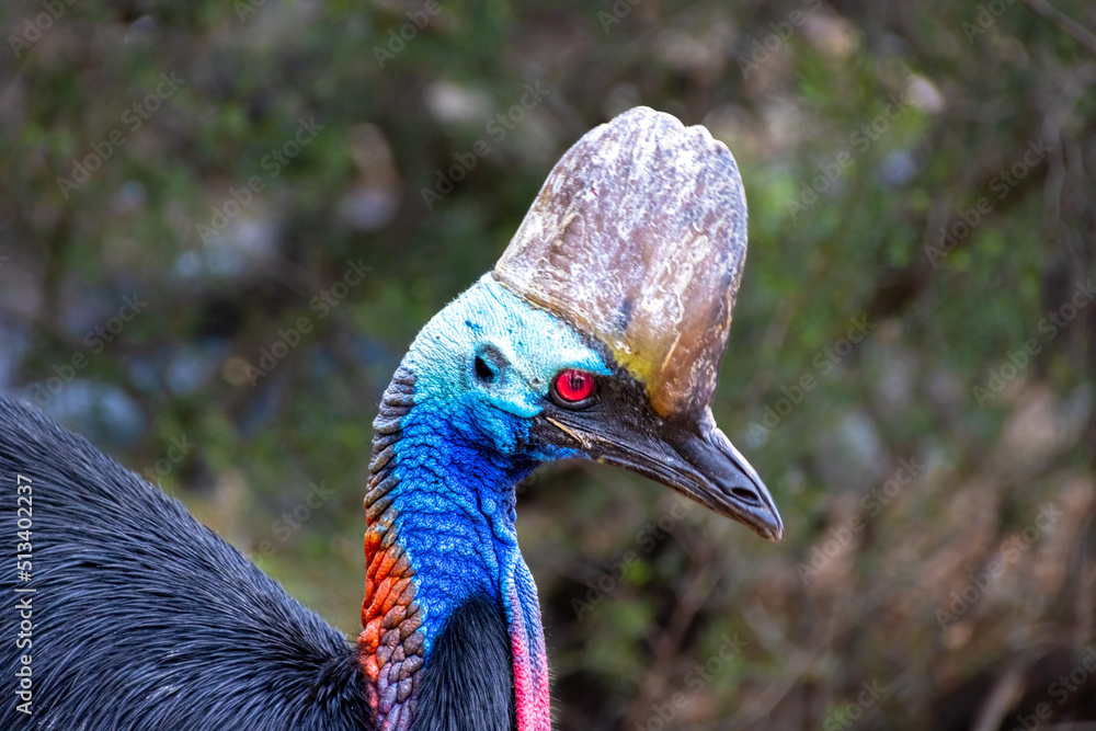 beautiful-vivid-colours-of-red-blue-pink-and-black-cassowary-casuaris