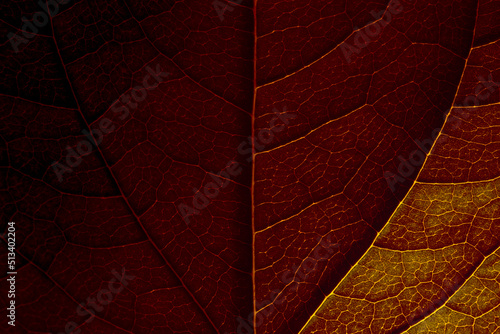 Dark red natural background. Jasmine leaf close-up with clear texture and shadows.