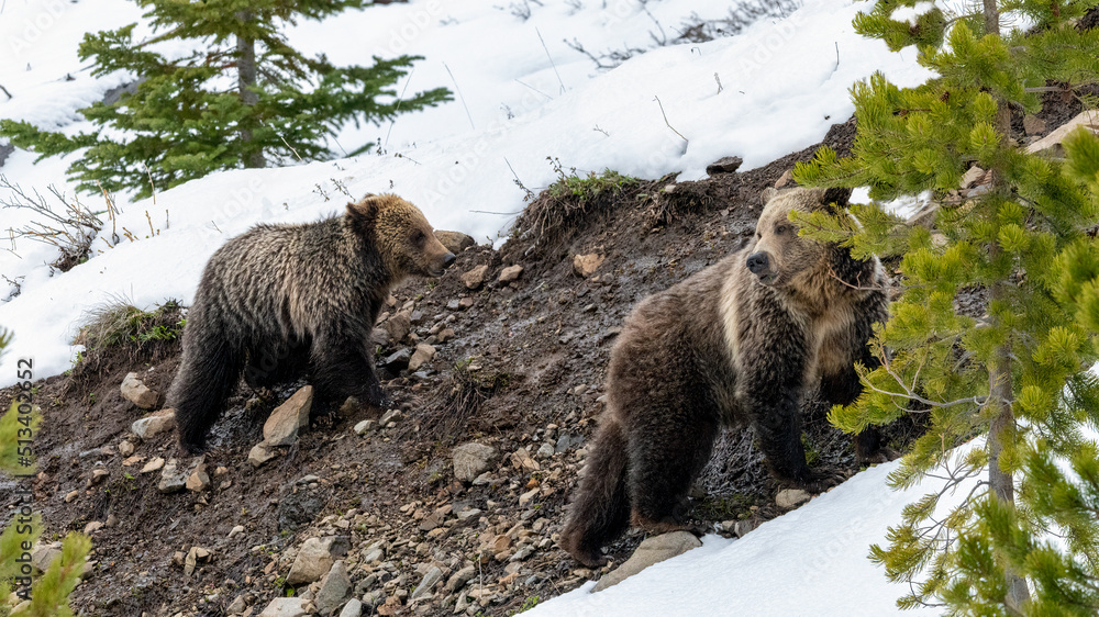 Obraz premium Grizzly Bears in Snow just out of Hibernation at Yellowstone National Park