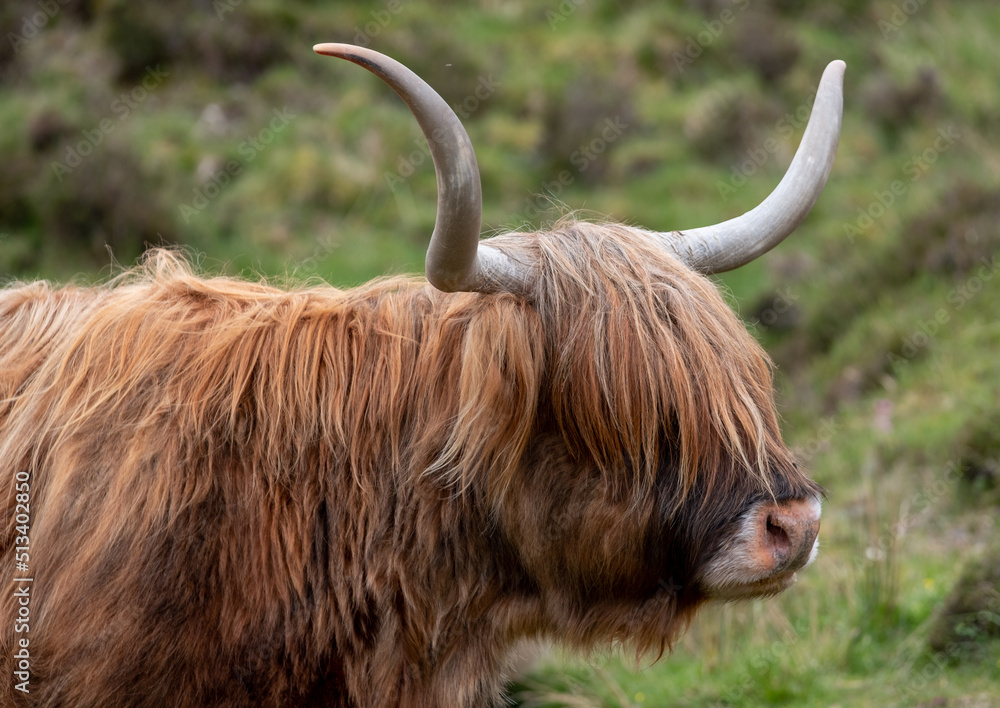Brown haired longhorn Highland cow, also called Highland coo, photographed roaming on grassy hills on the Isle of Skye, Scotland UK.