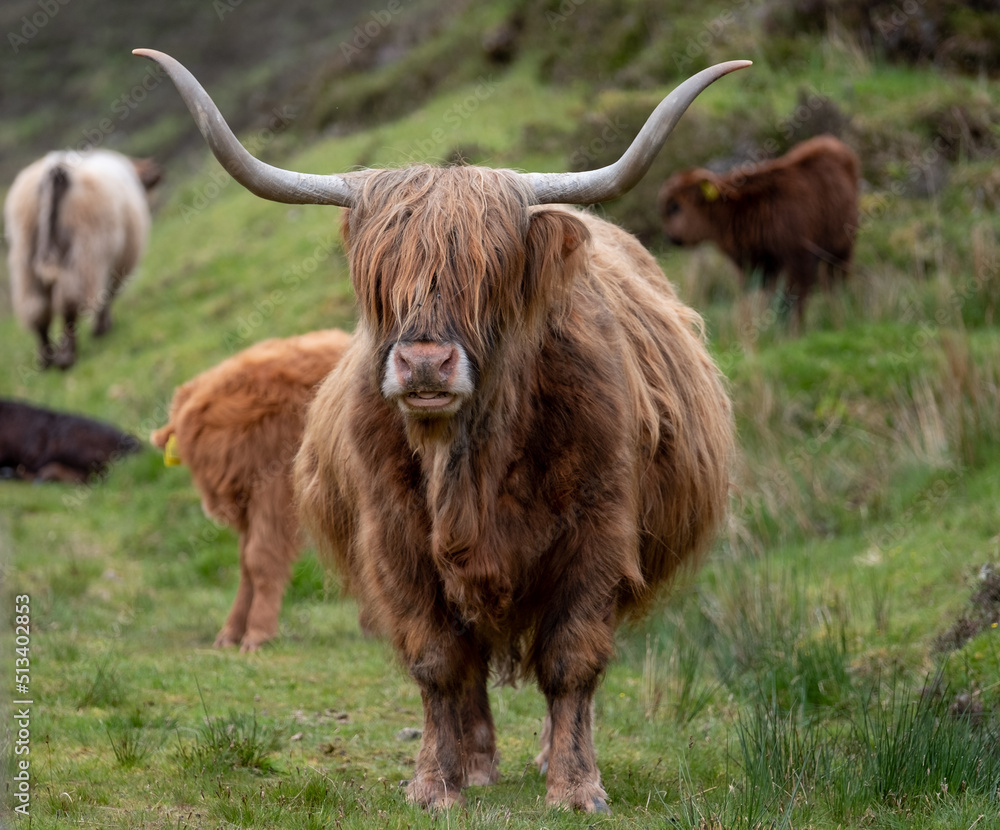 Brown haired longhorn Highland cow, also called Highland coo, photographed roaming on grassy hills on the Isle of Skye, Scotland UK. Brown haired longhorn Highland cow, also called Highland coo, photographed roaming on grassy hills on the Isle of Skye, Scotland UK.