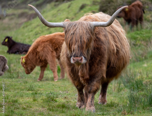 Brown haired longhorn Highland cow, also called Highland coo, photographed roaming on grassy hills on the Isle of Skye, Scotland UK.