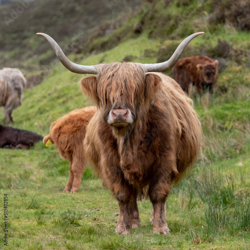 Brown haired longhorn Highland cow, also called Highland coo, photographed roaming on grassy hills on the Isle of Skye, Scotland UK. © Lois GoBe
