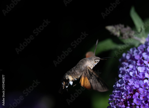 Close-up of a small butterfly, a dovetail (Macroglossum stellatarum), sucking on a purple lilac flower with its proboscis against a dark background.