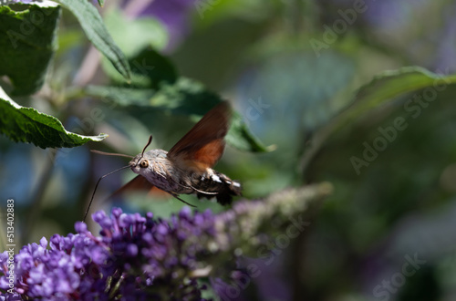 Close-up of a small butterfly, a dovetail (Macroglossum stellatarum), sucking on a purple lilac flower with its proboscis in front of nature. photo