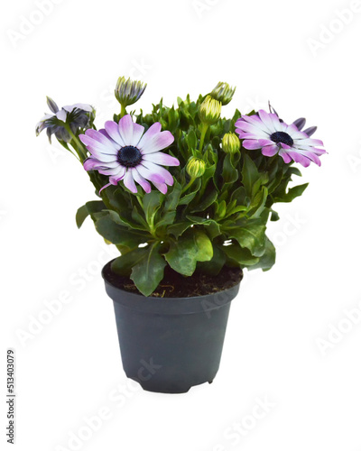 African daisies or Osteospermum in flower pot isolated on white background photo
