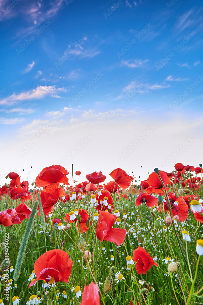 Fotografie poppies on field in sunset