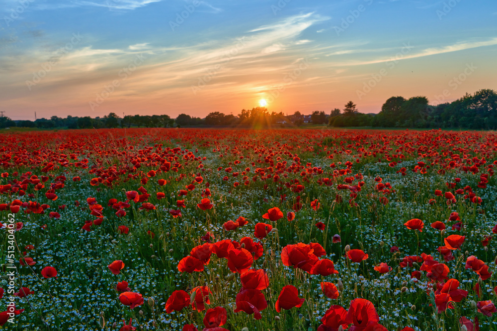 Obraz premium poppies on field in sunset