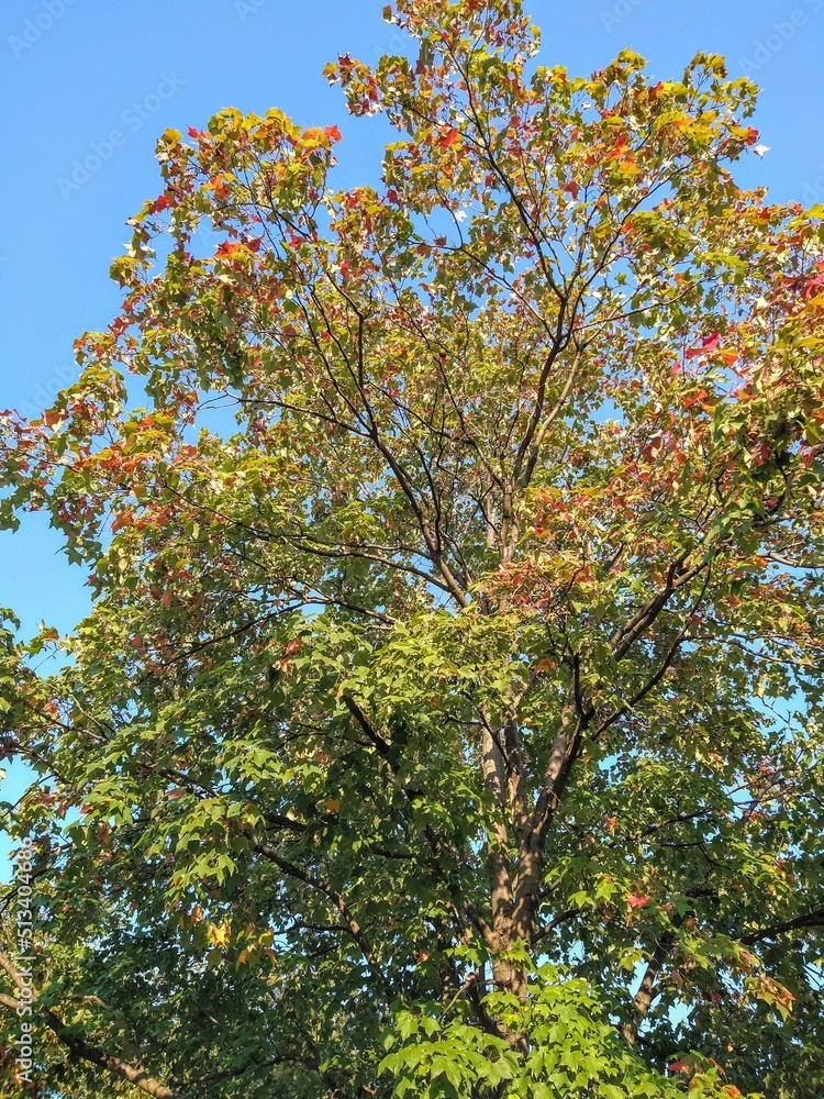 Transforming Green and Red Leaf September Tree Transforming Green and Red Leaf September Tree