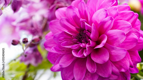 Close-up of a bright purple,violet,lilac dahlia bloom (formal decorative type) against a background of other dahlias and foliage,beautiful flowers,close-up,selective focus, copy space.