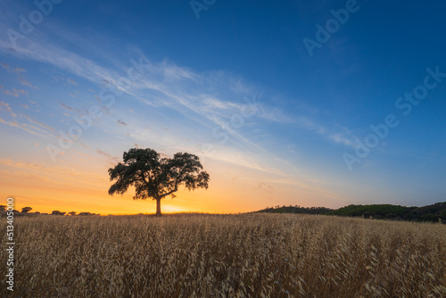 A lonely tree at sunset in Santa Susana, Alentejo, Portugal 