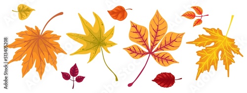 Collection of autumn colorful leaves.Cartoon vector graphic.