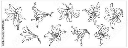 Linear sketches of lily flowers and buds. Vector graphics.