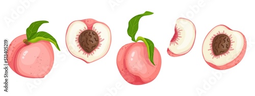 Collection of ripe summer fruits peach. Cartoon vector graphics.
