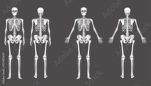 Women Skeleton Human body bones of female concept with different hands position. Lady front and back view. 3D realistic anatomically correct flat girl Vector illustration of anatomy isolated on white