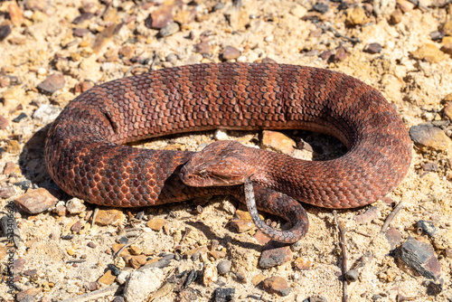 Australian Common Deeath Adder showing  tail lure