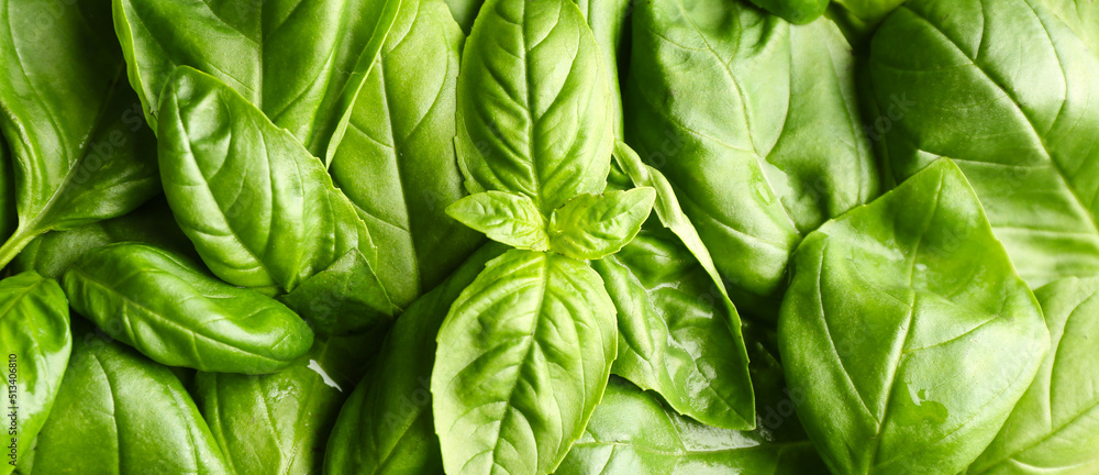 Fresh basil leaves as background, top view Fresh basil leaves as background, top view