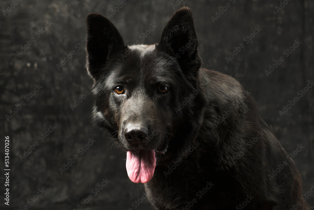 Portrait of a black German shepherd  on a dark background isolated