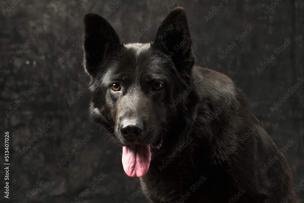 Portrait of a black German shepherd on a dark background isolated Portrait of a black German shepherd on a dark background isolated