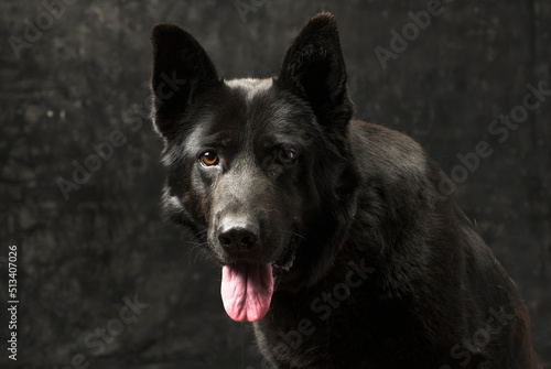 Portrait of a black German shepherd on a dark background isolated