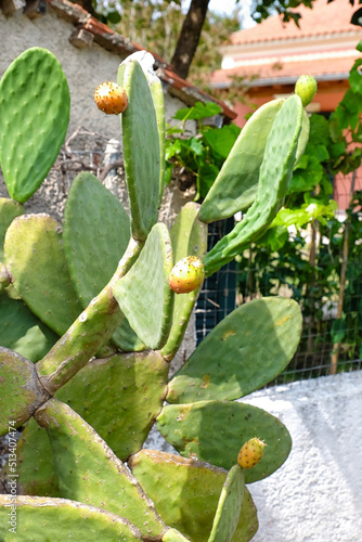 Big prickly pear cactus growing in garden