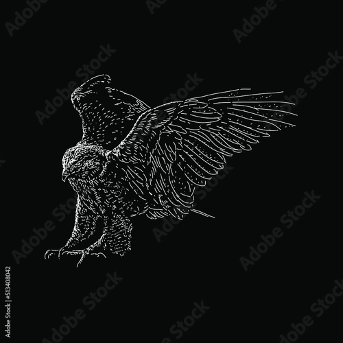 Ferruginous Hawk hand drawing vector illustration isolated on black background