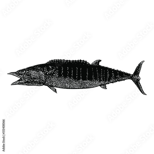 wahoo fish hand drawing vector illustration isolated on background photo