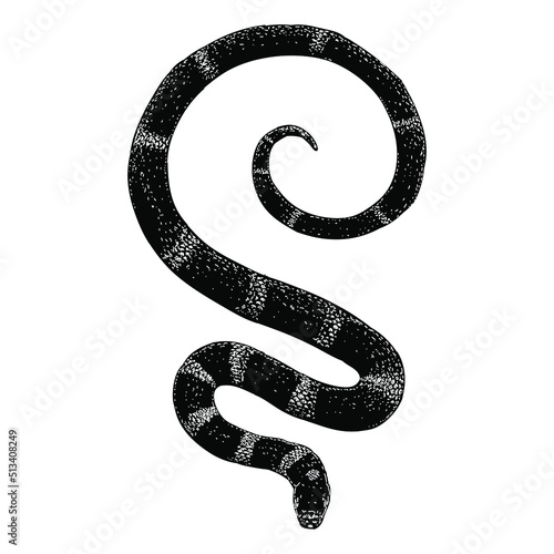 zebra snake hand drawing vector illustration isolated on background photo