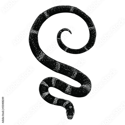 zebra snake hand drawing vector illustration isolated on background