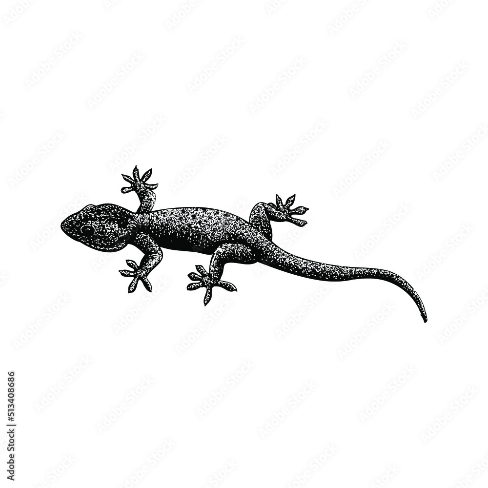 gecko hand drawing vector illustration isolated on background - obrazy, fototapety, plakaty 