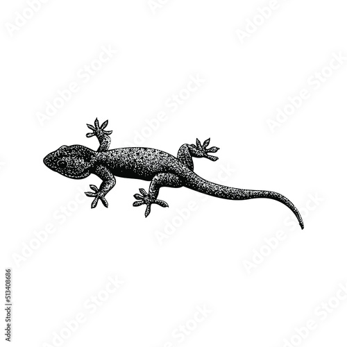 gecko hand drawing vector illustration isolated on background