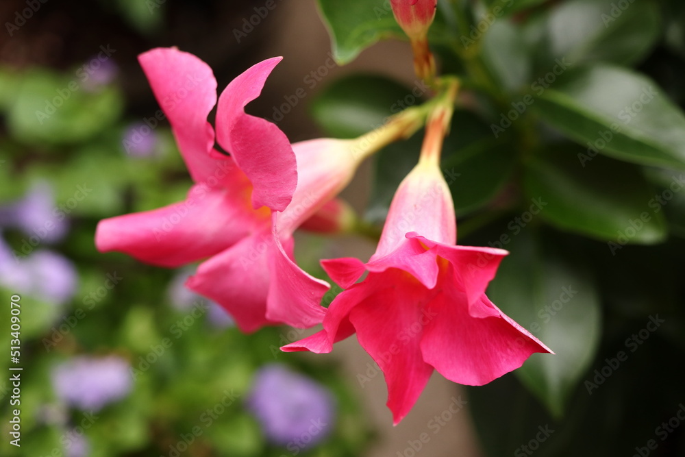 Rio Dipladenia Annual Flower Dark Pink Rio Dipladenia Annual Flower Dark Pink