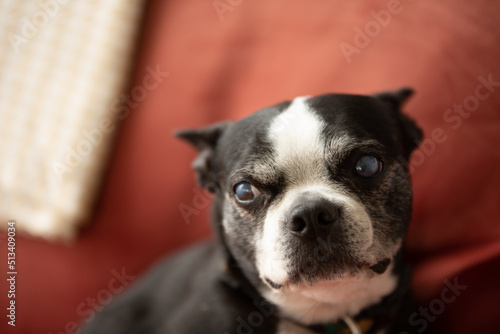 Fototapeta Naklejka Na Ścianę i Meble -  boston terrier portrait