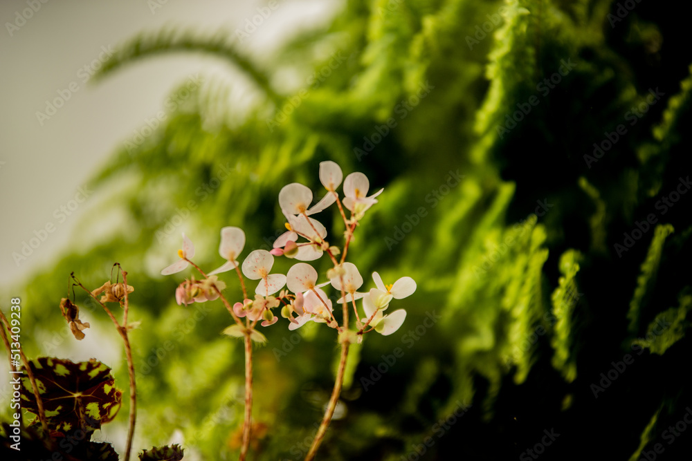 Fototapeta premium flowers of a tree