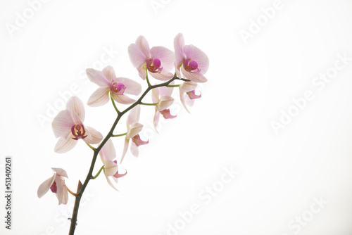 pink orchid flower © cafera13