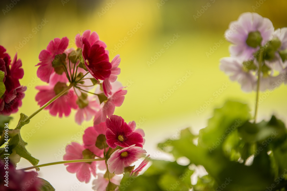 Obraz premium pink and white flowers
