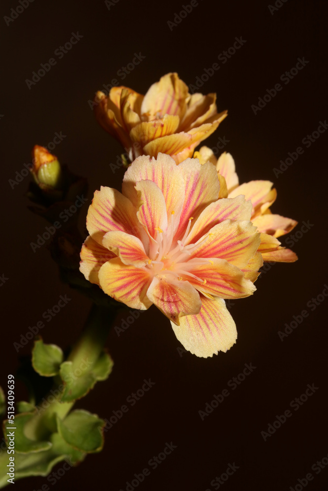 Flower blossoming close up modern botanical background lewisia cotyledon family montiaceae big size high quality print home decoration Flower blossoming close up modern botanical background lewisia cotyledon family montiaceae big size high quality print home decoration