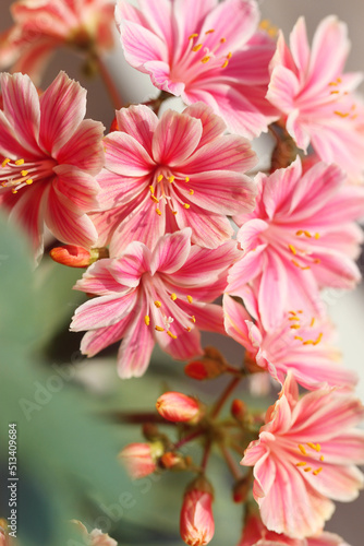 pink and white flowers © Jessica